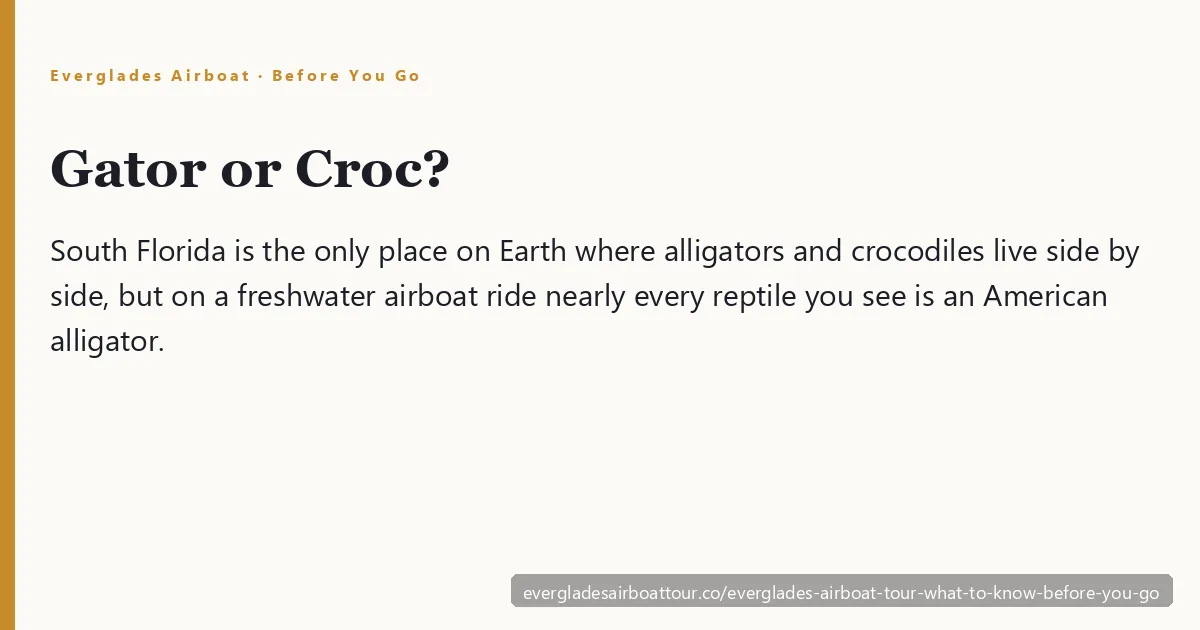 Everglades airboat tour what to know before you go — close view of an American alligator's U-shaped snout in the sawgrass marsh near Miami, Florida